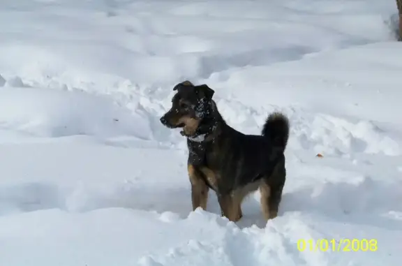 Пропала собака на ул. Сибиряков-Гвардейцев, 14 в Новосибирске