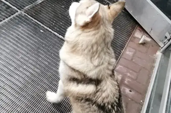 Собаки потеряшки, Казань, фото: Потеряшка собака Вольф, ул. Короленко 28Б, Казань