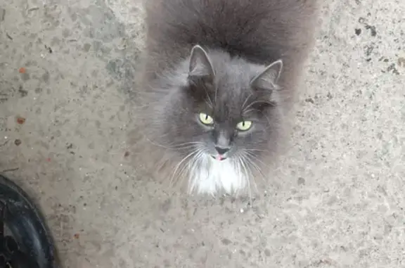 Найдена домашняя кошка в Днепровском переулке, Ростов-на-Дону