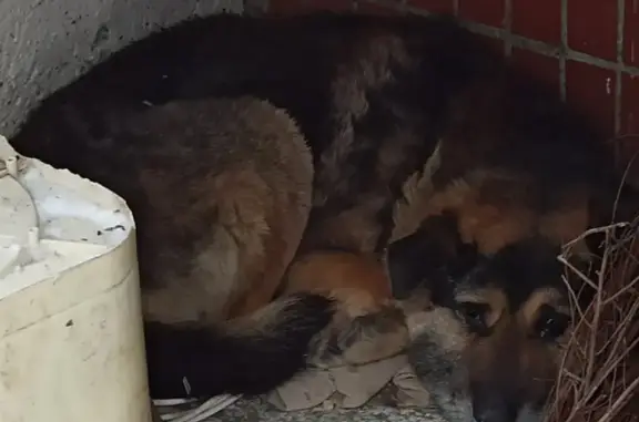 Потерялась собака на Камышинской, нужен хозяин