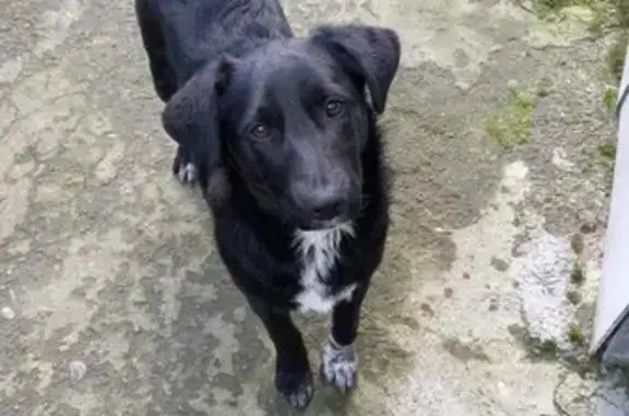 Пропала собака Яша на улице 1-я Линия поймы реки Кубань, 15, Краснодар