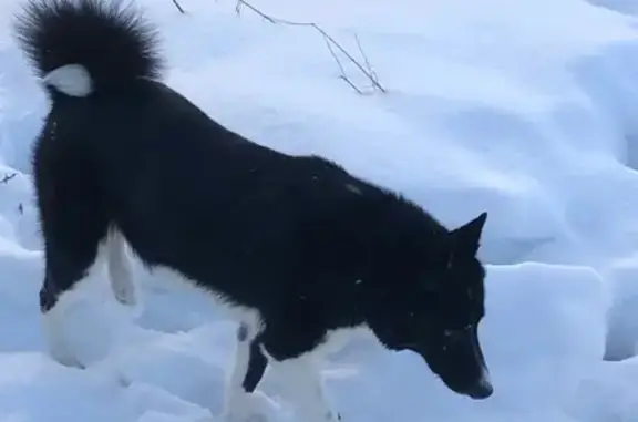Найдена собака в Зеленограде, Андреевка