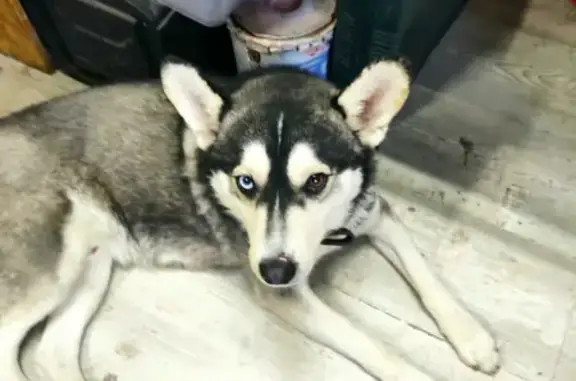Собака хаски найдена на ул. Атарбекова, Краснодар