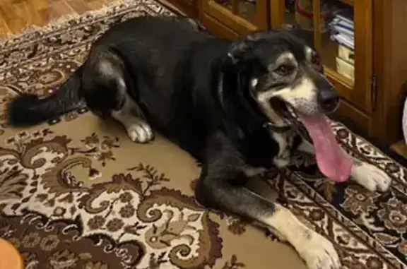 Собаки потеряшки, Анапа, фото: Потеряшка собака Рекс на ул. Владимирской, Анапа