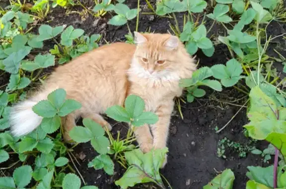 Кошки потеряшки, Тольятти, фото: Потеряшка кошка на улице Шлютова, 82 (Тольятти)