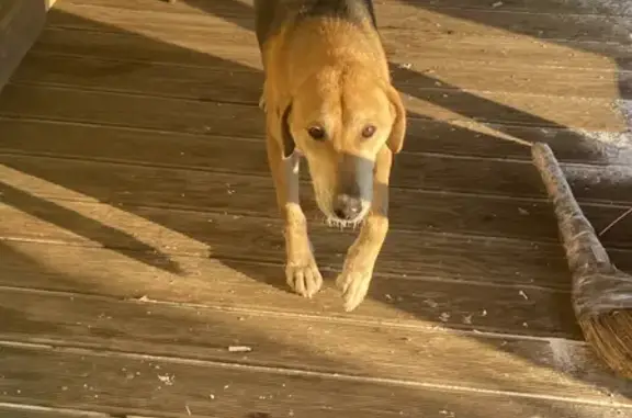 Собака Сучка найдена на Таракановском шоссе