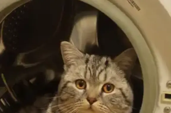 Кошки потеряшки, Ижевск, фото: Потеряшка кот Вася, Московская ул. 34, Ижевск.