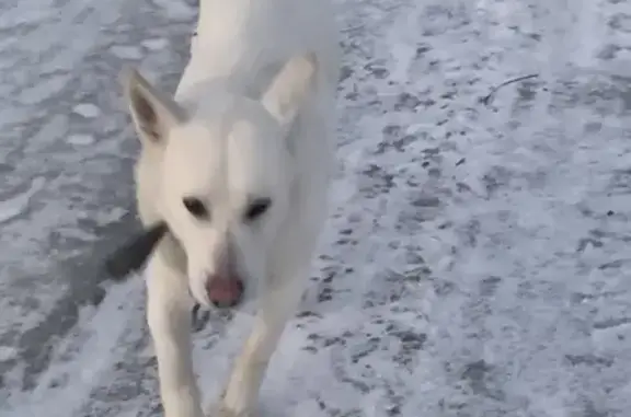 Найдена собака, Москва, фото: Собака белая у забора в Луховицах