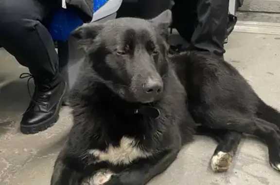 Найдена собака на Вокзальной улице в Зеленогорске