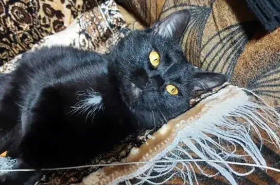 Найдена черная кошка на Советской улице, Татищево.