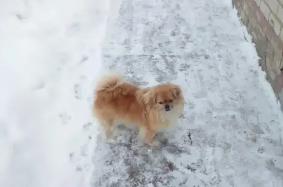 Пропала собака Цезарь в Песковатке, Волгоградская область