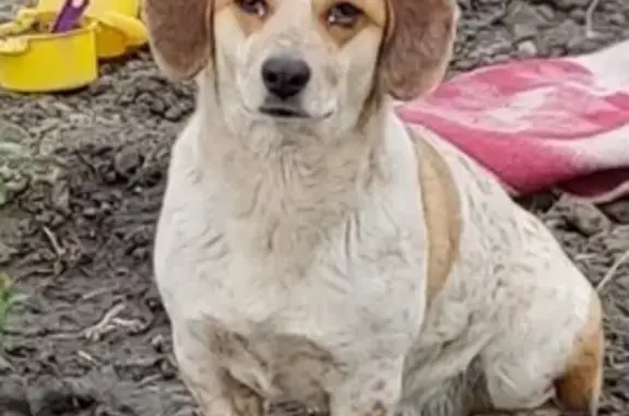 Пропала собака Пиксель на ул. Балашовская, 13, Астрахань