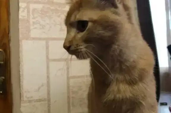 Найден рыжий котенок в Михайловске, ищем хозяев или новый дом