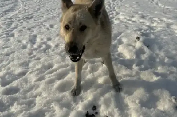 Собака Кобель найдена на Окружной дороге, Омск.