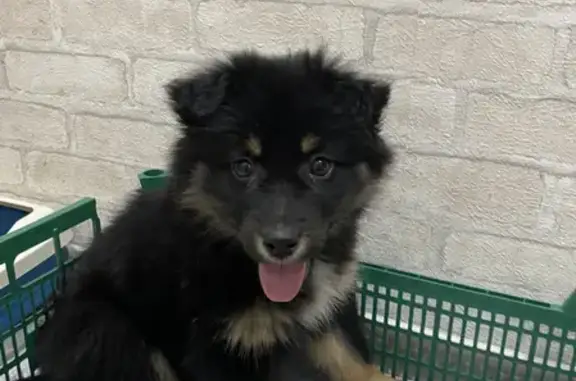 Пропала собака черного цвета, возраст 3 месяца, видели в Кузьмино-Гати у магазина 