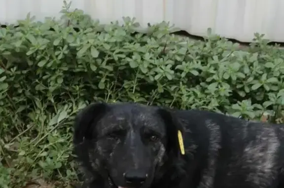 Пропал пёс в Новоначаловском, Астраханская область