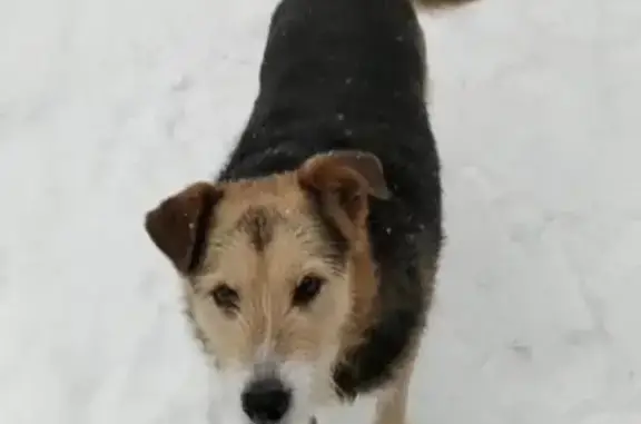 Пропала собака Гаврюша в Солнечногорске