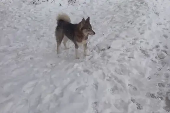 Собака найдена на улице Чернышевского, 56Б в Брянске.