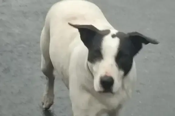 Найдена белая собака возле Пятерочки на ул. Тимирязева, 34Б в Сочи