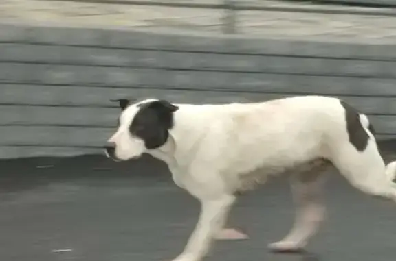 Найдена белая собака у Пятерочки, ул. Тимирязева, 34Б, Сочи