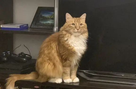 Потерянные животные Великий Новгород, фото: Пропал кот Арчи на ул. Псковская, 29, Великий Новгород