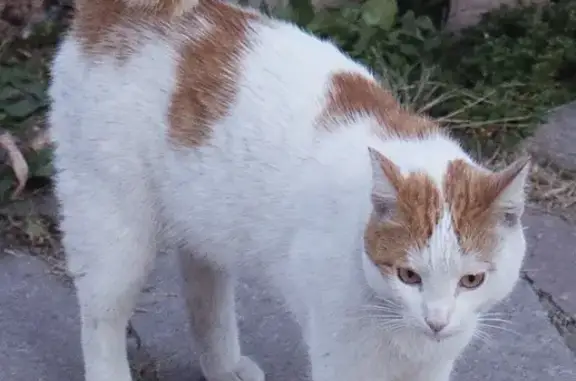 Пропала кошка Беляш на Светлой улице, Уфа