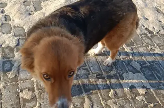 Собака на улице Чехова, 10, Пенза