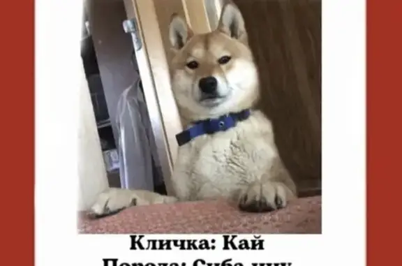 Пропала собака породы сиба ину на Калининградской ул. 6А в Ростове-на-Дону