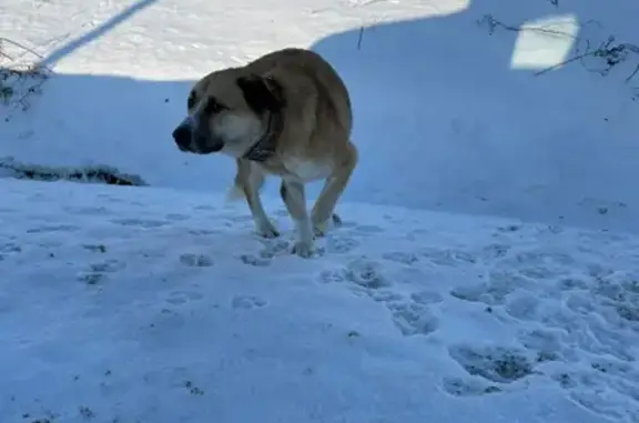 Собака найдена возле села Ворсино, Калужская область.