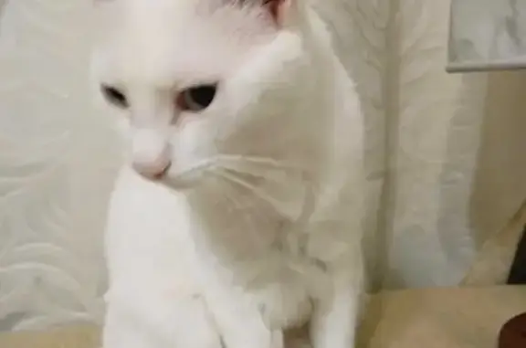 Пропала глухая белая кошка на пр. Химиков 14А, Кемерово