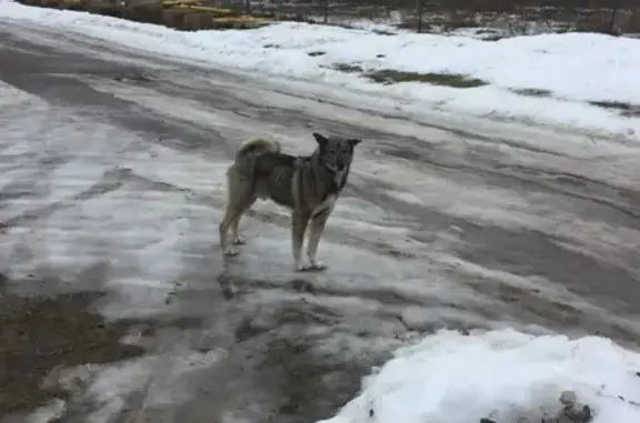Собака лайка серого окраса в Красиловке, Ленинское сельское поселение.