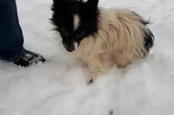 Найдена собака Пёсик без ошейника - приём ветеринара в СПб