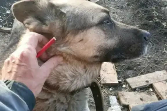 Пропала собака Байкал на Миндальной улице, Российский