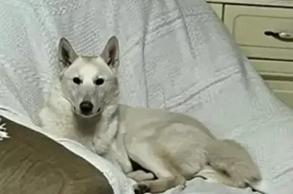 Собаки потеряшки, Толбухино, фото: Потеряшка собака Бела на Ярославской, 7