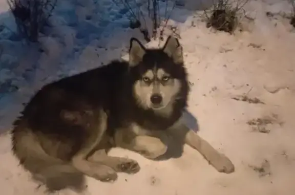 Пропала собака с порванным ухом в Воронежской области