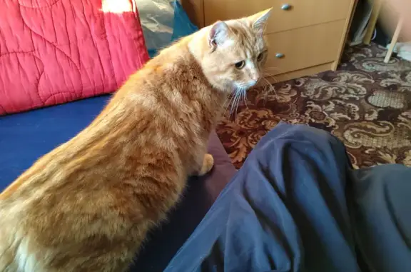 Найден рыжий кот в Боголюбовском поселении