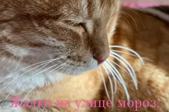 Найдена кошка в Октябрьске, ищем хозяев