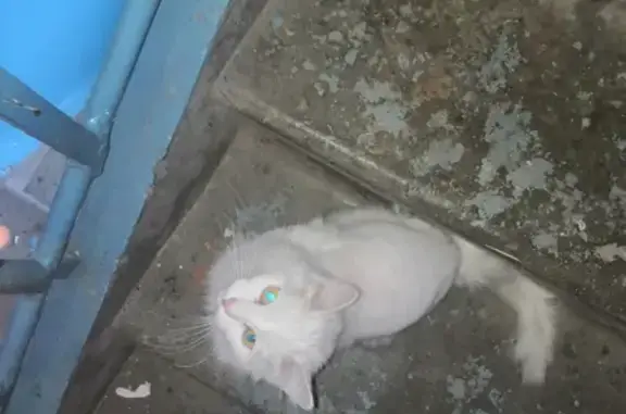 Найдена белая кошка в Кировском районе, ищет новый дом