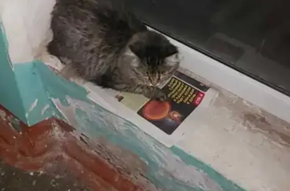 Кошка ищет дом на ул. 60 лет Октября, 75.