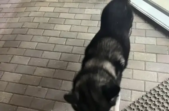 Собака найдена на ул. Калинина, 65 в Кисловодске.