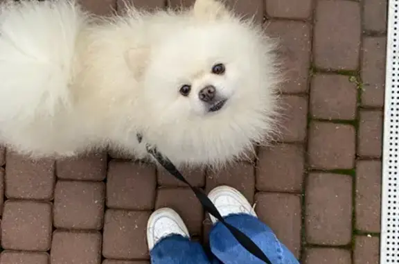 Собаки потеряшки, Малиновка, фото: Потеряшка собака Шпиц на Ореховой улице, Малиновка