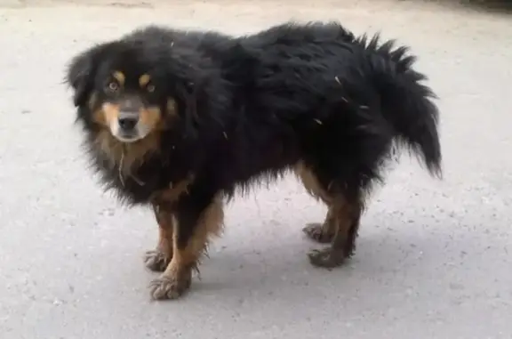 Пропала собака Кобель на Крайней улице, Курган