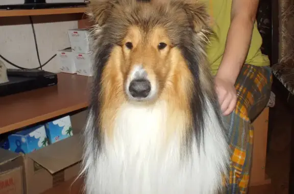 Собаки потеряшки, Анапа, фото: Потеряшка собака колли на ул. Шевченко, 288А к2, Анапа