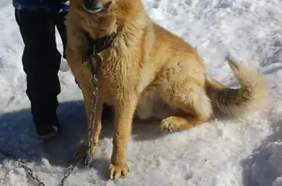 Пропала рыжая собака на Кирпичной, 21