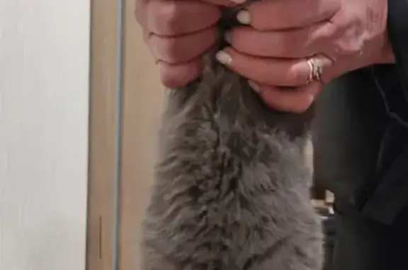 Найдена кошка, Самара, фото: Найдена вислоухая кошка на улице Некрасова, 9