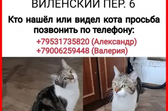 Кошки потеряшки, Санкт-Петербург, фото: Потеряшка кошка Тиша. Виленский переулок, 6.