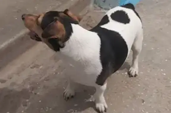 Найдена собака на Юбилейной, 31 в Братске