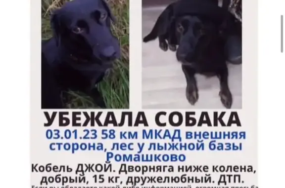 Пропала собака Джой, черный метис лабрадора, адрес в Путилково.