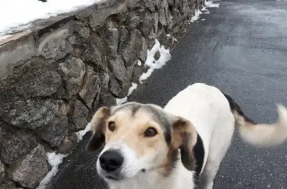 Пропала белая собака в Яраткуловском сельском поселении, Челябинская область