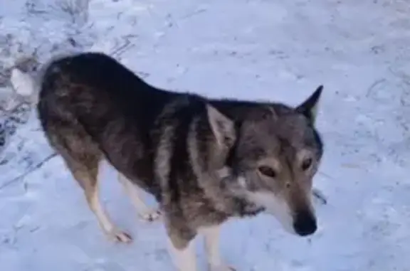 Пропала собака породы ЗСЛ на Лесной улице, 14